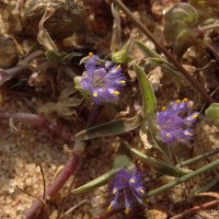 <i>Cyanotis burmanniana</i>  Wight